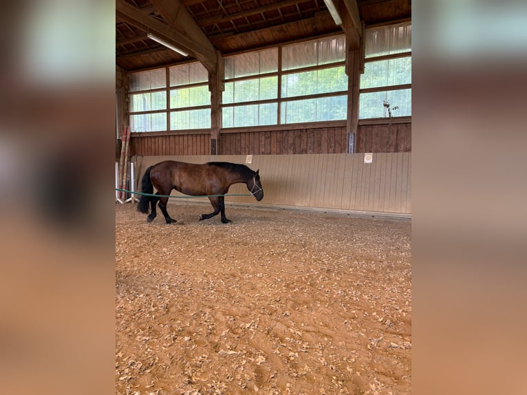 Polish Coldblood Mix Mare 11 years 16 hh Smoky-Black in Gladenbach