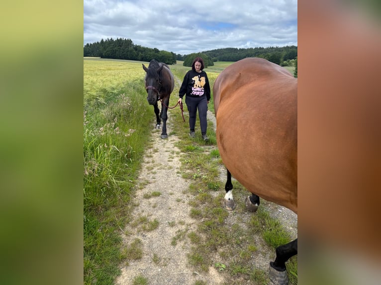 Polish Coldblood Mix Mare 11 years 16 hh Smoky-Black in Gladenbach