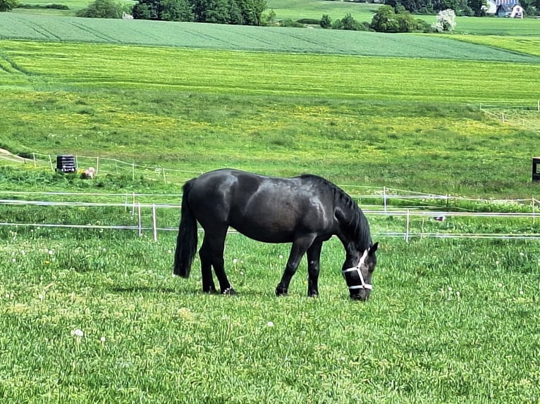Polish Coldblood Mix Mare 11 years 16 hh Smoky-Black in Gladenbach