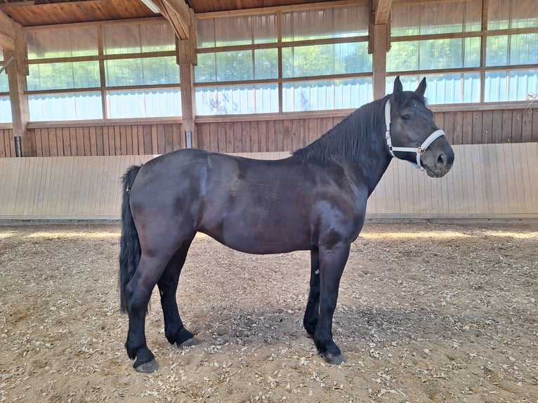 Polish Coldblood Mix Mare 11 years 16 hh Smoky-Black in Gladenbach