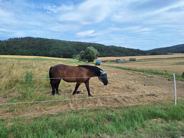 Polish Coldblood Mix Mare 11 years 16 hh Smoky-Black in Gladenbach