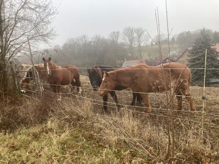 Polish Coldblood Mix Mare 12 years 14.1 hh Chestnut-Red in Hünfeld