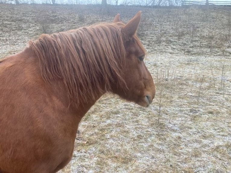Polish Coldblood Mix Mare 12 years 14.1 hh Chestnut-Red in Hünfeld