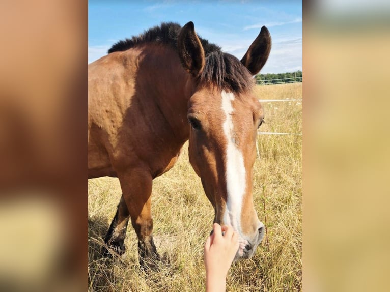 Polish Coldblood Mare 12 years 15.2 hh Brown in Büttelborn