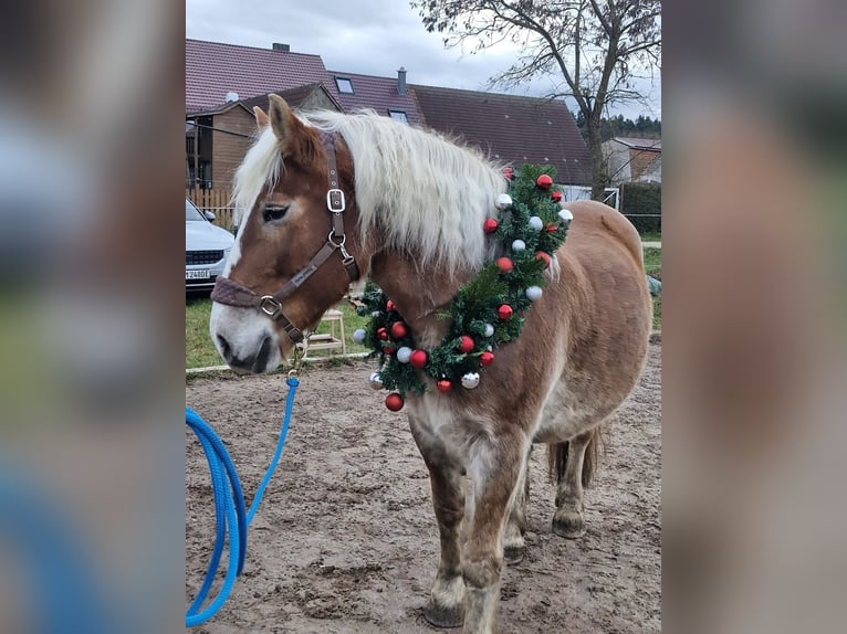 Polish Coldblood Mare 12 years 15,2 hh Brown-Light in Bechhofen