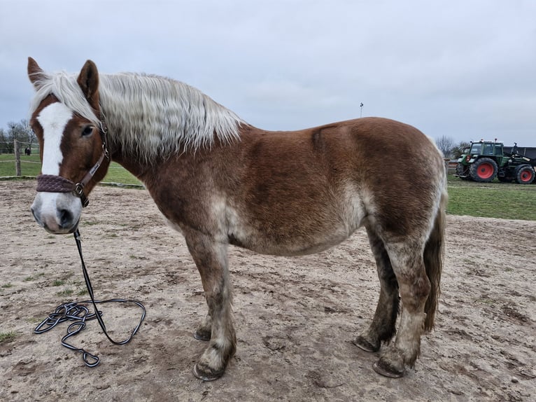 Polish Coldblood Mare 12 years 15,2 hh Brown-Light in Bechhofen