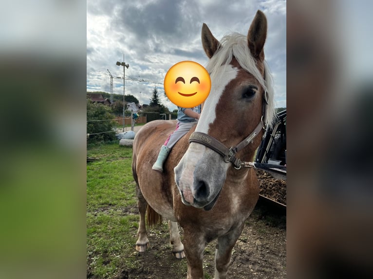 Polish Coldblood Mare 12 years 15,2 hh Brown-Light in Bechhofen