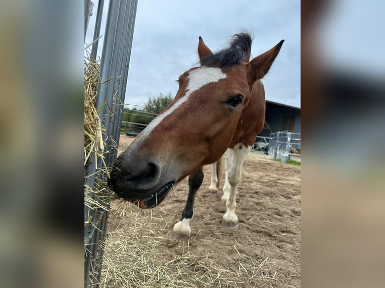 Polish Coldblood Mare 12 years 15,1 hh Pinto in Solingen