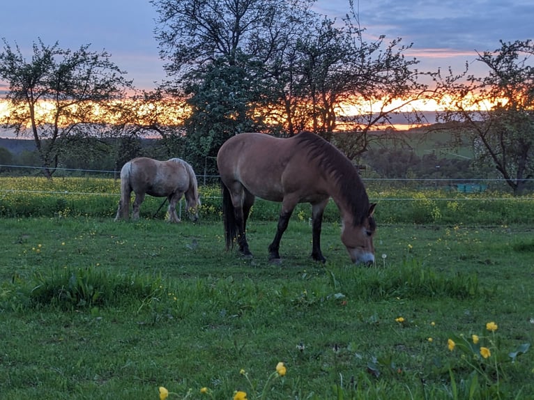 Polish Coldblood Mare 13 years 14,3 hh Brown in Backnang