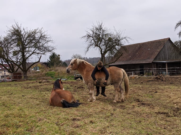 Polish Coldblood Mare 13 years 14,3 hh Brown in Backnang