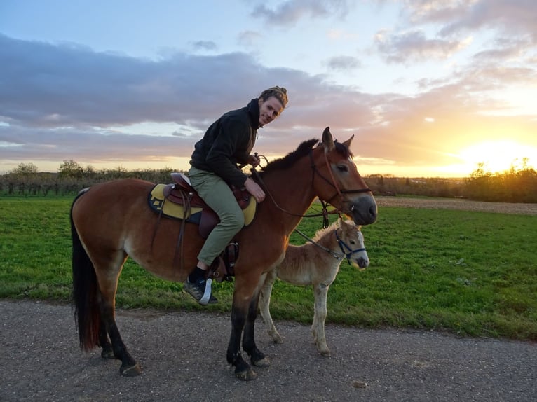 Polish Coldblood Mare 13 years 14,3 hh Brown in Backnang