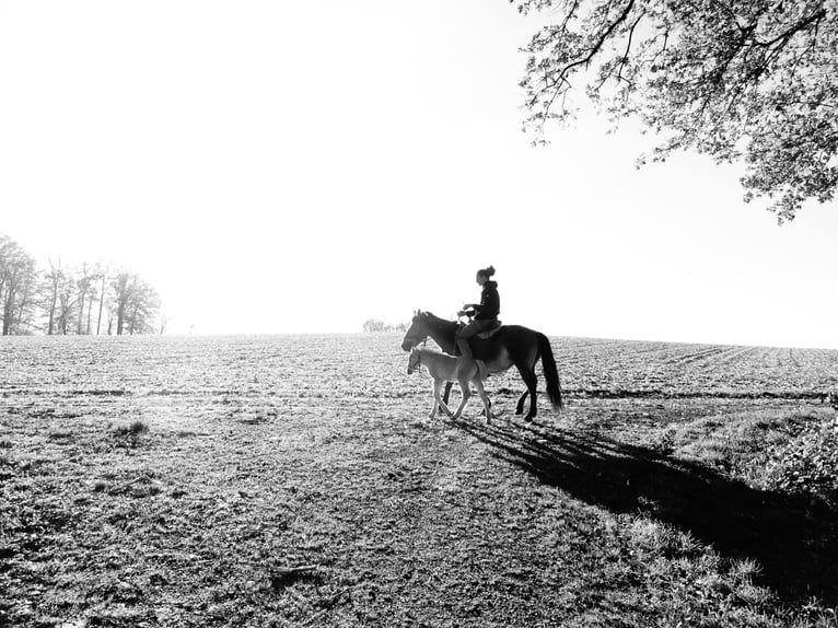 Polish Coldblood Mare 13 years 14,3 hh Brown in Backnang