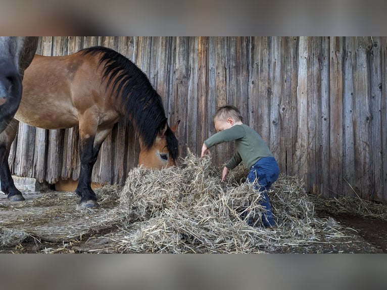 Polish Coldblood Mare 13 years 14,3 hh Brown in Backnang