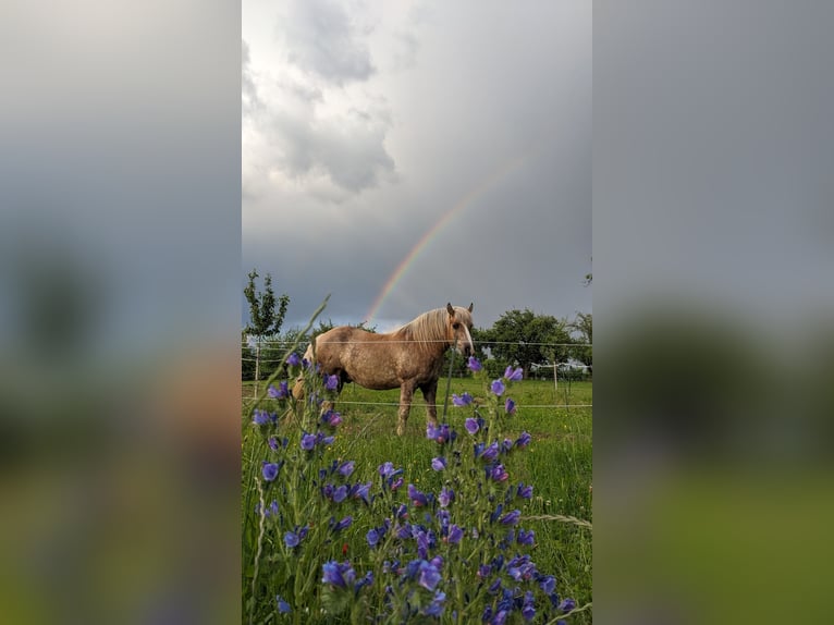 Polish Coldblood Mare 13 years 14,3 hh Brown in Backnang