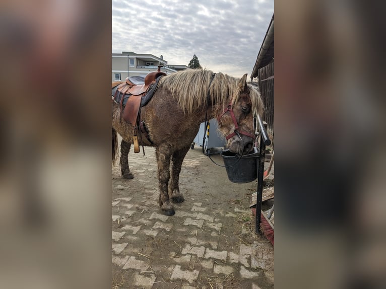 Polish Coldblood Mare 13 years 14,3 hh Brown in Backnang