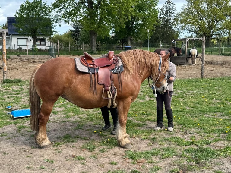 Polish Coldblood Mare 13 years 15.2 hh Chestnut-Red in Löbnitz
