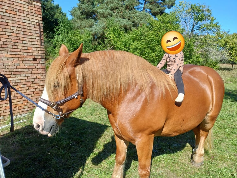Polish Coldblood Mare 13 years 15.2 hh Chestnut-Red in Löbnitz