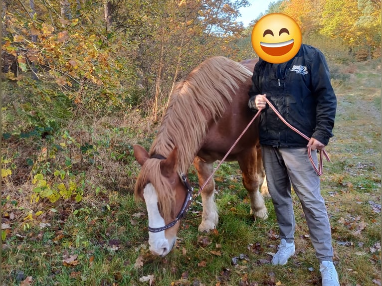 Polish Coldblood Mare 13 years 15.2 hh Chestnut-Red in Löbnitz