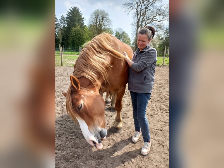 Polish Coldblood Mare 13 years 15.2 hh Chestnut-Red in Löbnitz