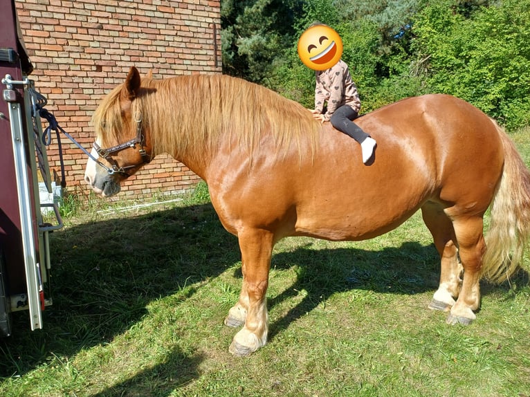 Polish Coldblood Mare 13 years 15.2 hh Chestnut-Red in Löbnitz
