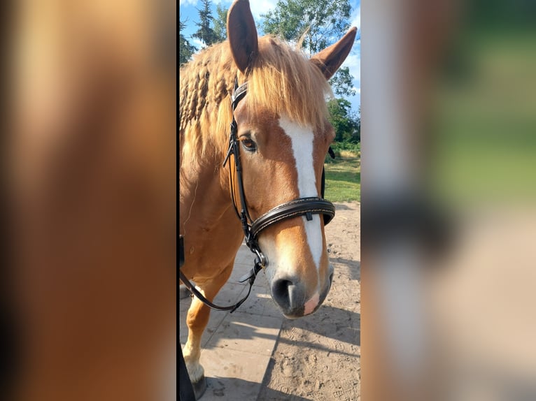 Polish Coldblood Mare 13 years 15.2 hh Chestnut-Red in Schifferstadt