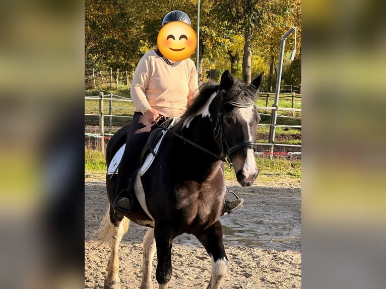 Polish Coldblood Mare 13 years 15.2 hh Pinto in Bad Grund