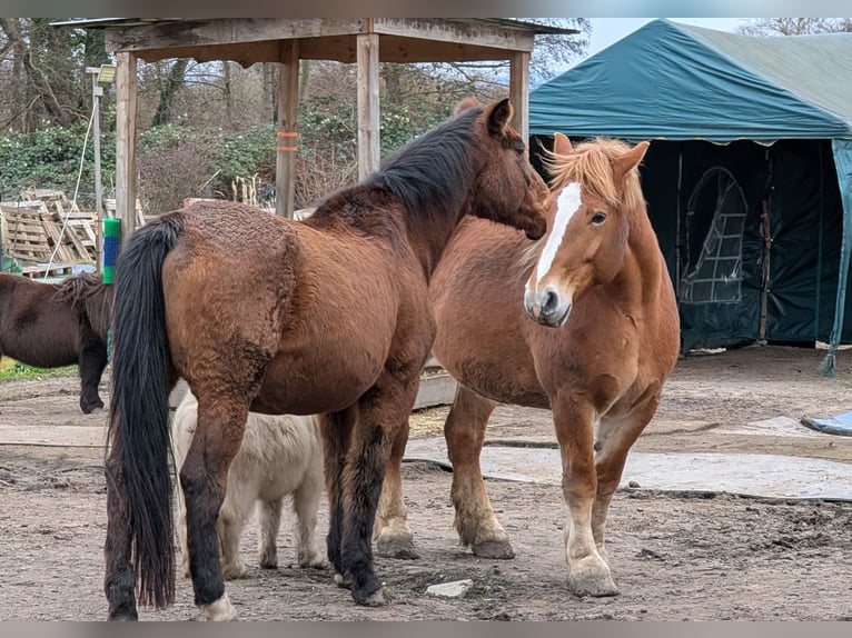 Polish Coldblood Mare 13 years 15,2 hh Chestnut-Red in Schifferstadt