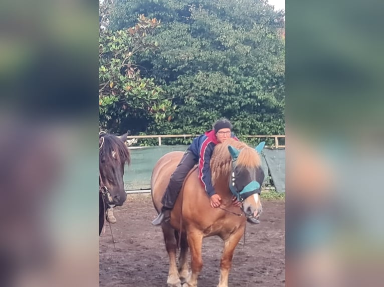 Polish Coldblood Mare 13 years 15,2 hh Chestnut-Red in Schifferstadt