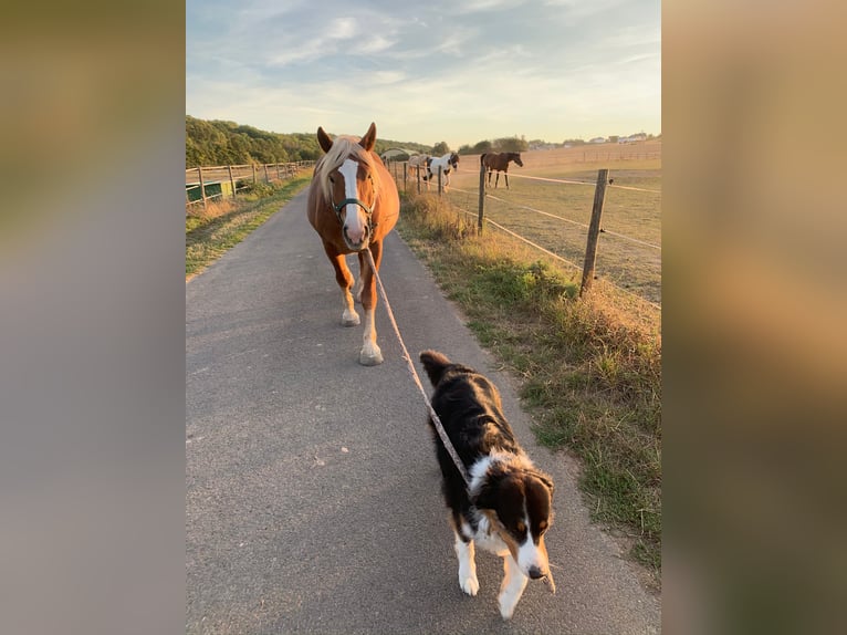 Polish Coldblood Mare 13 years 16 hh Chestnut-Red in Ingelheim am Rhein