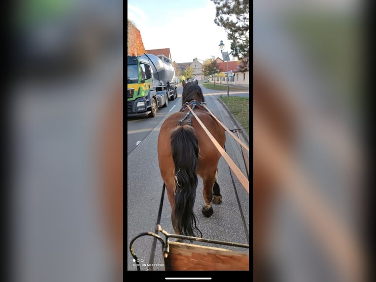 Polish Coldblood Mare 14 years 15.3 hh Brown in Hainrode