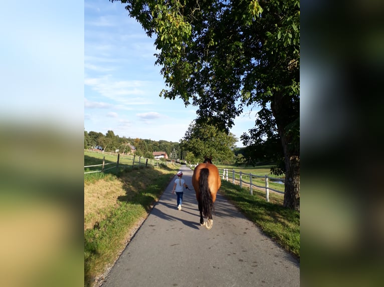 Polish Coldblood Mare 15 years 15,2 hh Brown in Erbacher