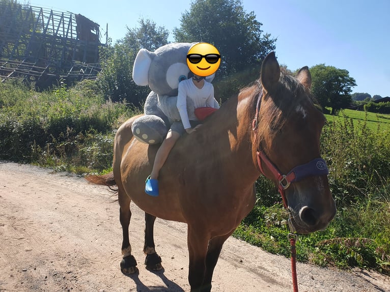 Polish Coldblood Mare 15 years 15,2 hh Brown in Erbacher