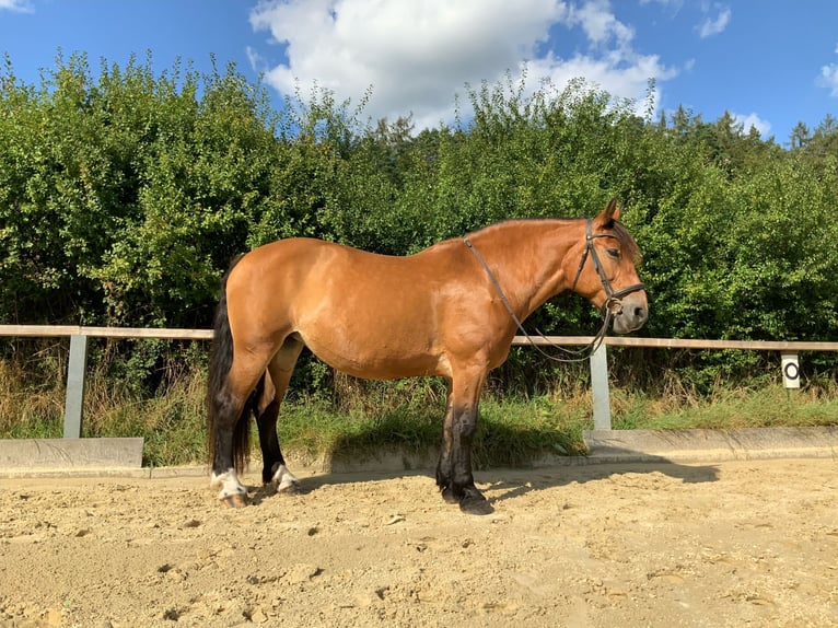 Polish Coldblood Mare 15 years 15,2 hh Brown in Erbacher