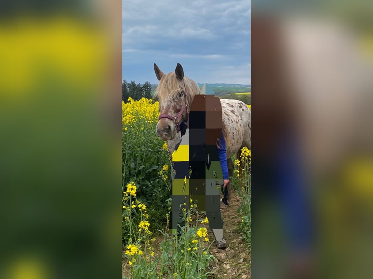 Polish Coldblood Mix Mare 15 years 16 hh Leopard-Piebald in Niederkumbd