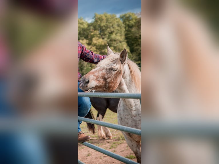 Polish Coldblood Mix Mare 15 years 16 hh Leopard-Piebald in Niederkumbd