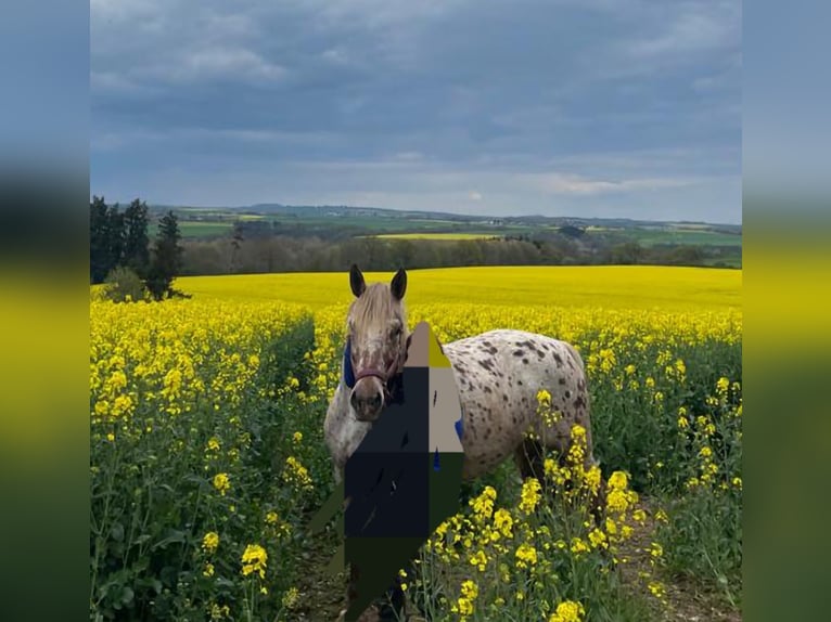 Polish Coldblood Mix Mare 15 years 16 hh Leopard-Piebald in Niederkumbd