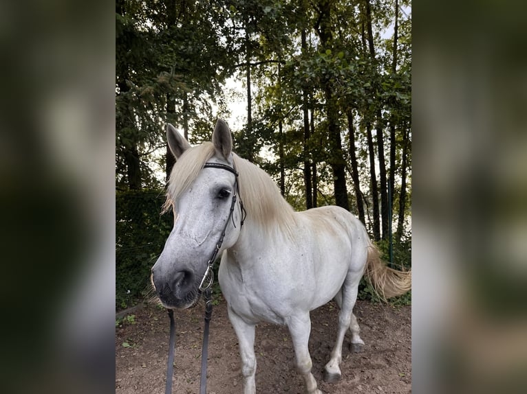 Polish Coldblood Mare 16 years 15,2 hh Grey in Zehdenick