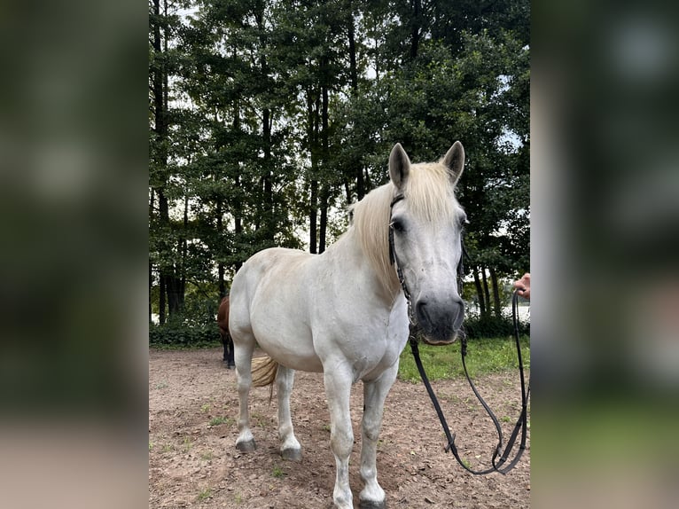 Polish Coldblood Mare 16 years 15,2 hh Grey in Zehdenick
