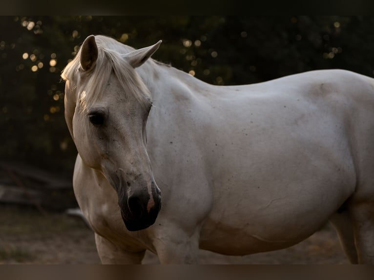 Polish Coldblood Mare 16 years 16 hh Grey in Wennigsen