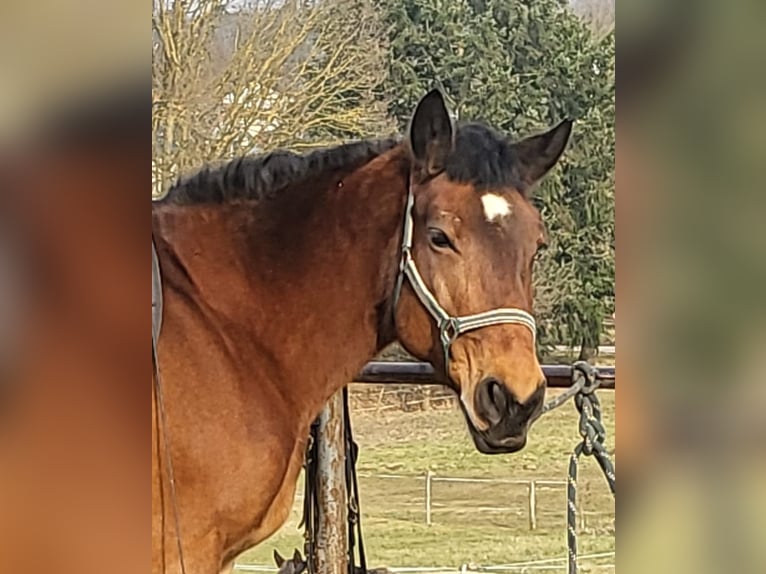 Polish Coldblood Mare 17 years 15,2 hh Brown in Maulbronn