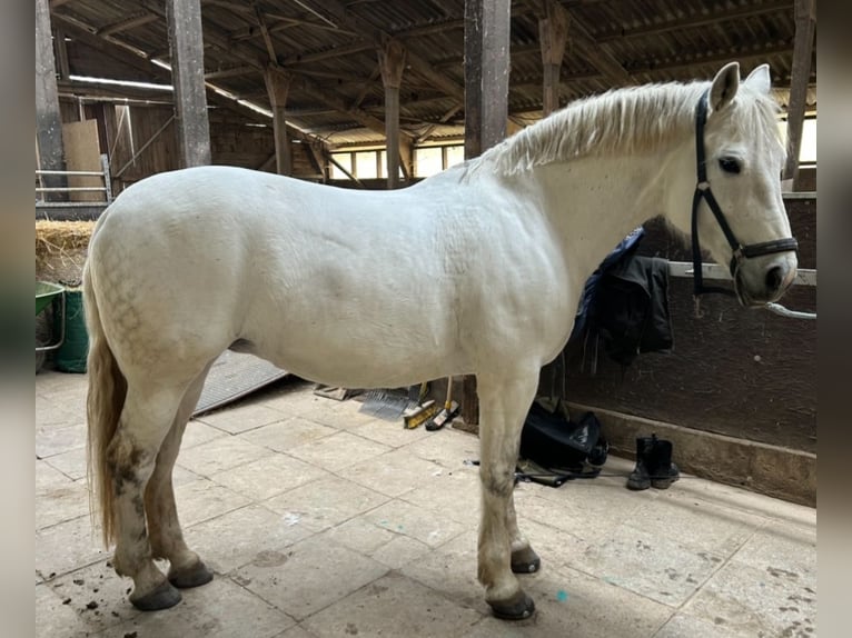 Polish Coldblood Mare 17 years 16 hh Grey in Wennigsen