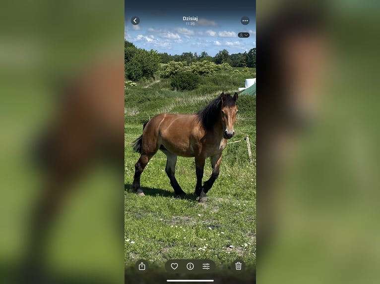 Polish Coldblood Mix Mare 2 years 16.2 hh Bay in Morag