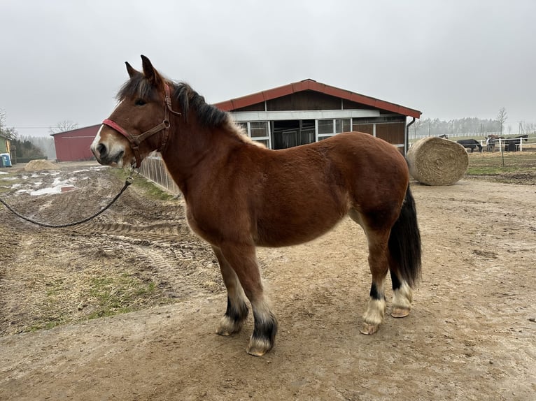 Polish Coldblood Mare 2 years Brown in Sławoborze