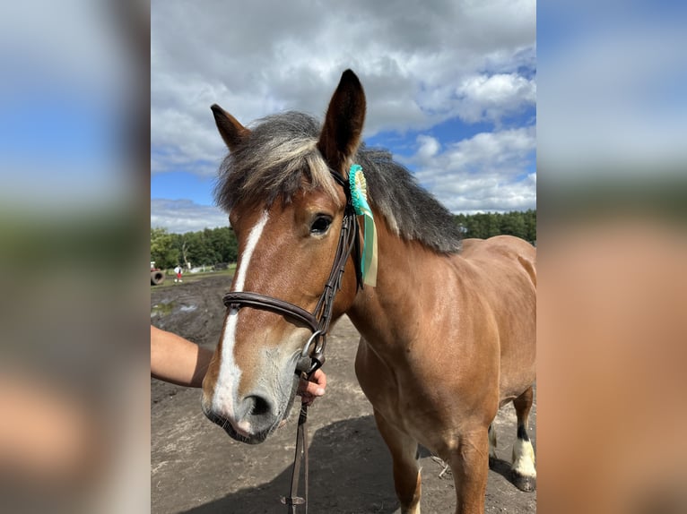 Polish Coldblood Mare 2 years Brown in Sławoborze