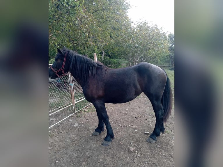 Polish Coldblood Mare 3 years 15,1 hh Black in Zalesie