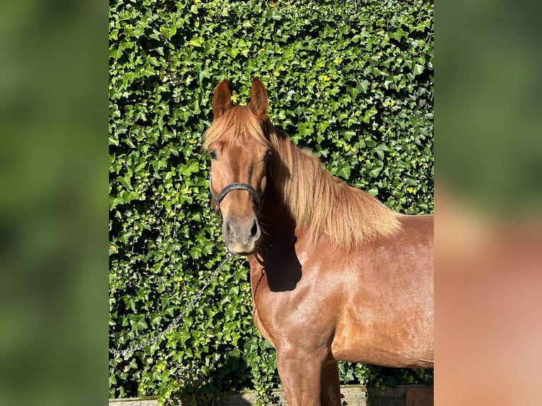 Polish Coldblood Mare 3 years 15,1 hh Chestnut-Red in Woerden