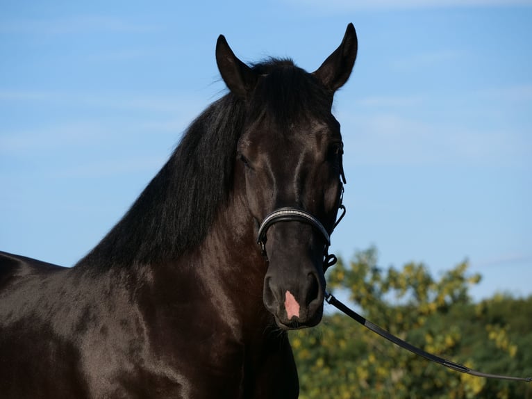 Polish Coldblood Mare 3 years 15.2 hh Black in Galenberg