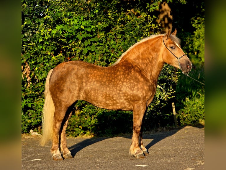 Polish Coldblood Mare 3 years 15.2 hh Champagne in Weert