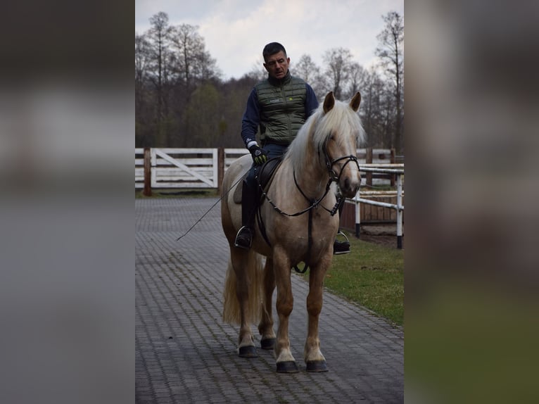 Polish Coldblood Mix Mare 3 years 15.3 hh Palomino in Chełmno