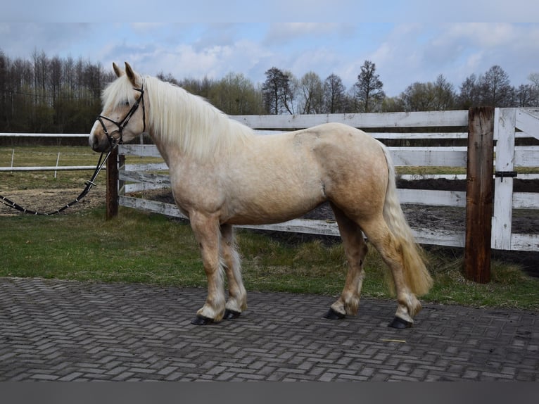 Polish Coldblood Mix Mare 3 years 15.3 hh Palomino in Chełmno
